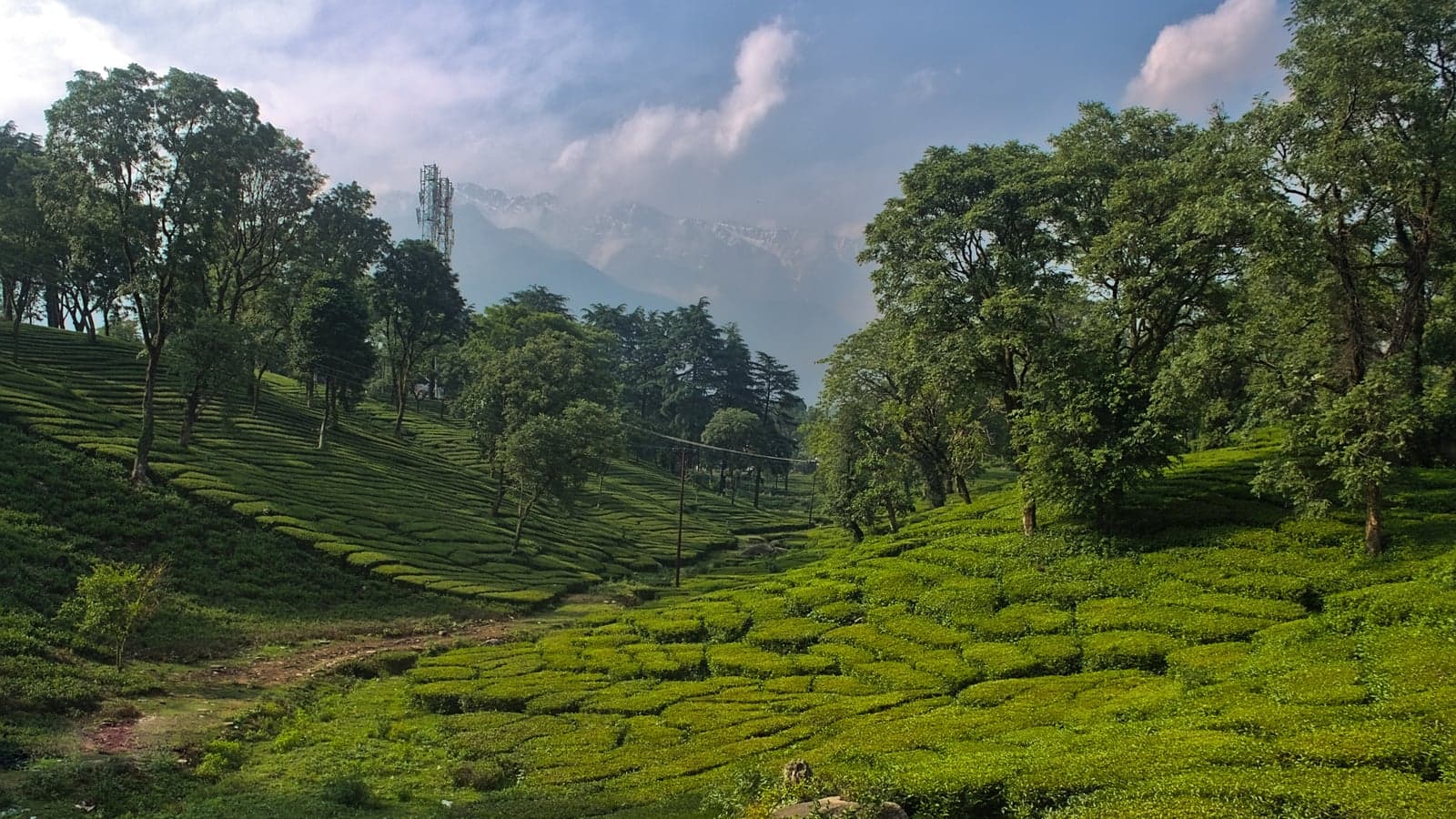 Palampur, Kangra Valley, Himachal Pradesh